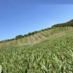 İZMİT AKMEŞE’DE KORUCUK MAHALLESİ YERLEŞİME YAKIN 65.570m2 TARLA - Fotoğraf 4