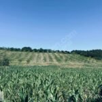 İZMİT AKMEŞE’DE KORUCUK MAHALLESİ YERLEŞİME YAKIN 65.570m2 TARLA - Fotoğraf 5