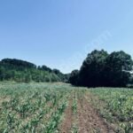 İZMİT AKMEŞE’DE KORUCUK MAHALLESİ YERLEŞİME YAKIN 65.570m2 TARLA - Fotoğraf 6