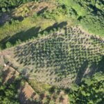 GÜLBAHÇE KADRİYE’DE YOLA CEPHE YERLEŞİME YAKIN 11.475 M2 FINDIK - Fotoğraf 1