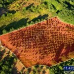 GÜLBAHÇE KADRİYE’DE YOLA CEPHE YERLEŞİME YAKIN 11.475 M2 FINDIK - Fotoğraf 3